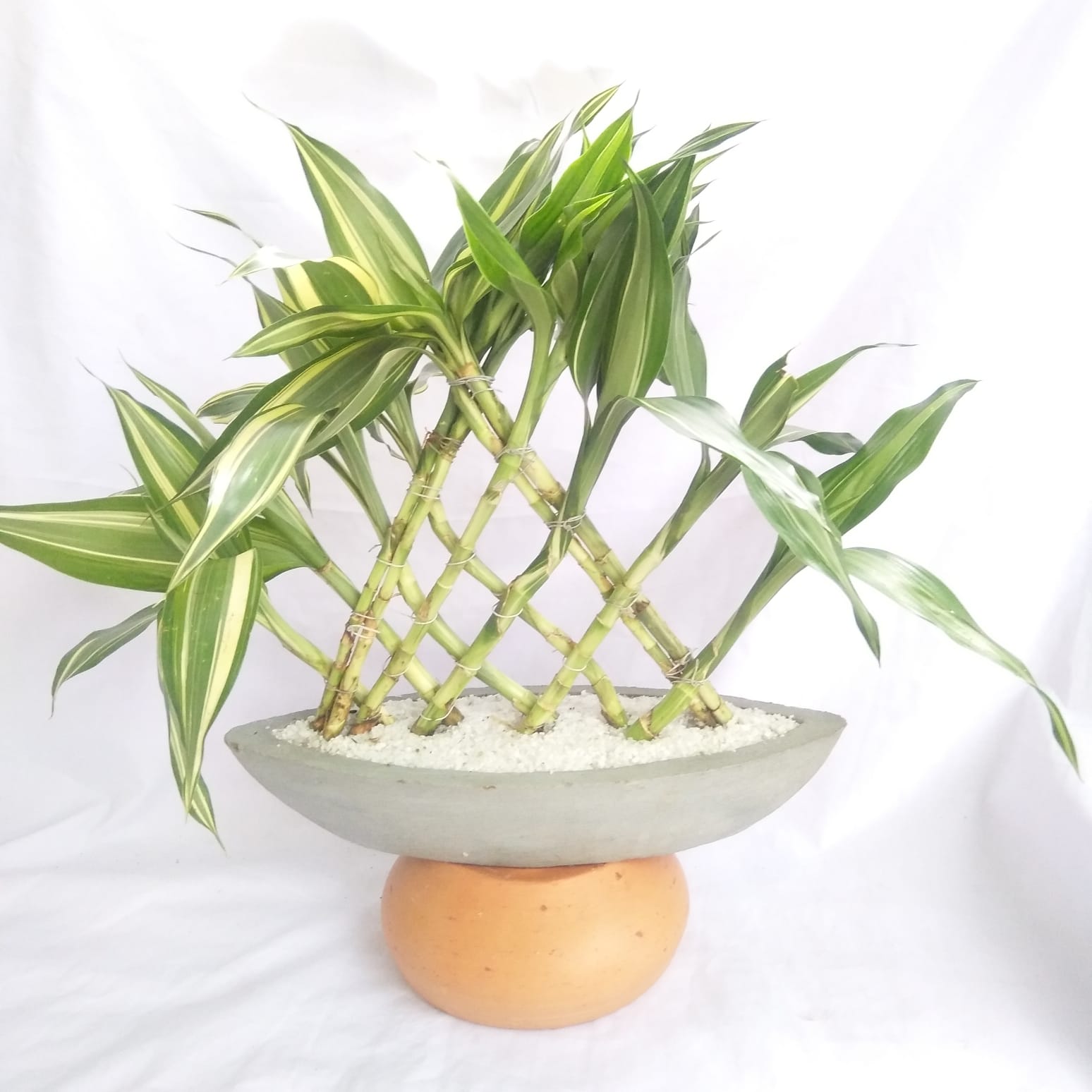 Bamboo Plant Indoor